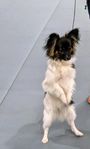Papillon