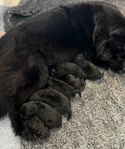 Svenska lapphundsvalpar