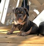 Old English Bulldog