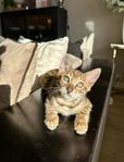Bengal kattungar m. stamtavla - leveransklara!