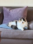 Superfin katt söker nytt hem, omplacering.
