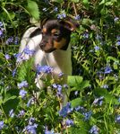 DSG/Terrier Tik valp Bella så söt underbar.