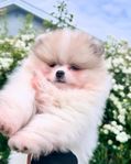 Pomeranian hane