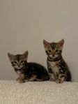 Marble bengal kattungar