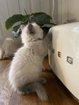 Ragdoll kattunge med eller utan stamtavla