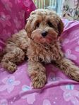 Pudel shih tzu