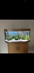 180 liters akvarium komplett med fiskar