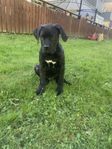 Renrasig cane Corso 