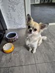 Chihuahua hane 