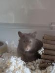 Långhårig Guldhamsterhane, unge