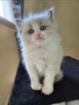 Renrasiga ragdoll kattungar. Supersociala uppfödda i familj