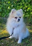Pomeranian 