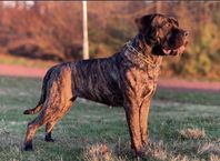 Cane Corso tik - skyndsam omplacering pga allergi 