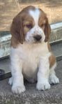 welsh springer spaniel hanvalpar