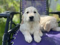 Golden retriever 