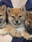 Shiba valp