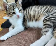 Fin katt söker nytt hem.