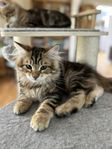 Sibiriska kattungar med stamtavlor