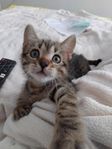 Bengal