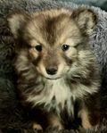 Lapphunds valpar 