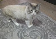 katt Ragboll