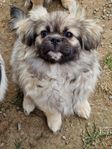 Tibetansk spaniel valpar