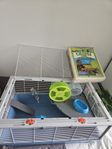 Burar hamster marsvin