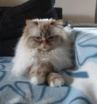 Helig Birma Katt med stamtavla 