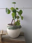 blomkruka med blomma