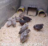 kinesiskdvärgvaktel 