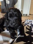 Labradoodle valpar (F2)
