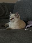 Ragdoll kattunge