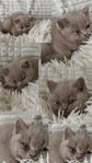 Britisk korthår – Fawn & bicolor – med stamtavla