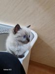 Långhårig Ragdoll Pojke