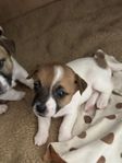 Jack Russell valpar släthåriga SKK