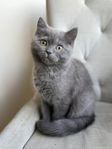kattungar