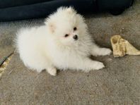 Pomeranian valp SKK registrerad