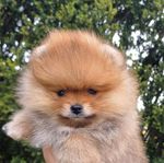 Pomeranian skk registrerad