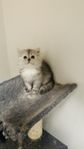 Långhåriga kattungar