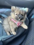liten pom blandis