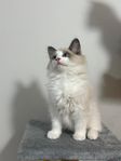  Charmig Ragdoll-kattunge söker kärleksfullt hem!