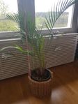 Kentia Palm med självvatnande kruka & korg 120 cm