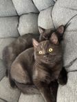 kattungar