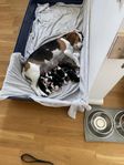 jakthund beagle