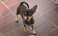 Chihuahua valp