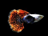 Dumbo Guppy Ear Mosaic +Räkor