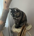 katten Sockan