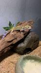 leopard gecko 