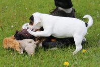 Leveransklar Jack Russell tikvalp