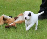 Leveransklar Jack Russell hanvalp 